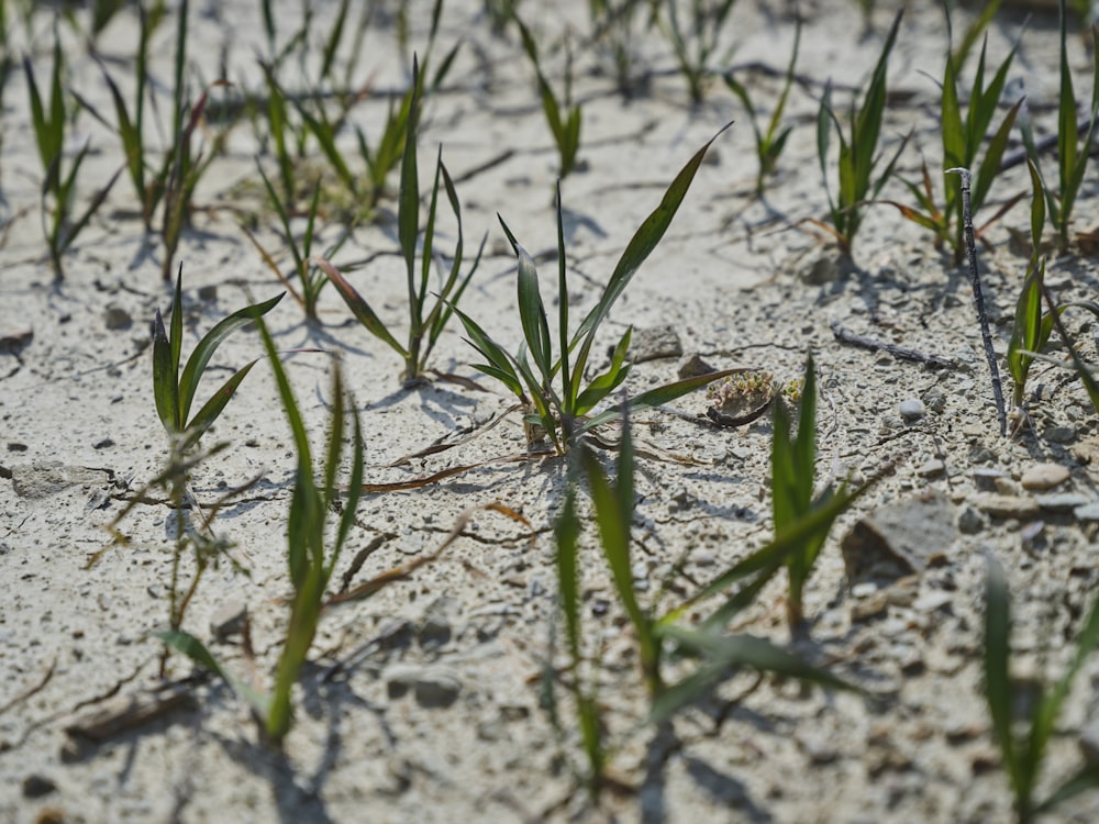 Un primer plano de algo de hierba que crece en la arena