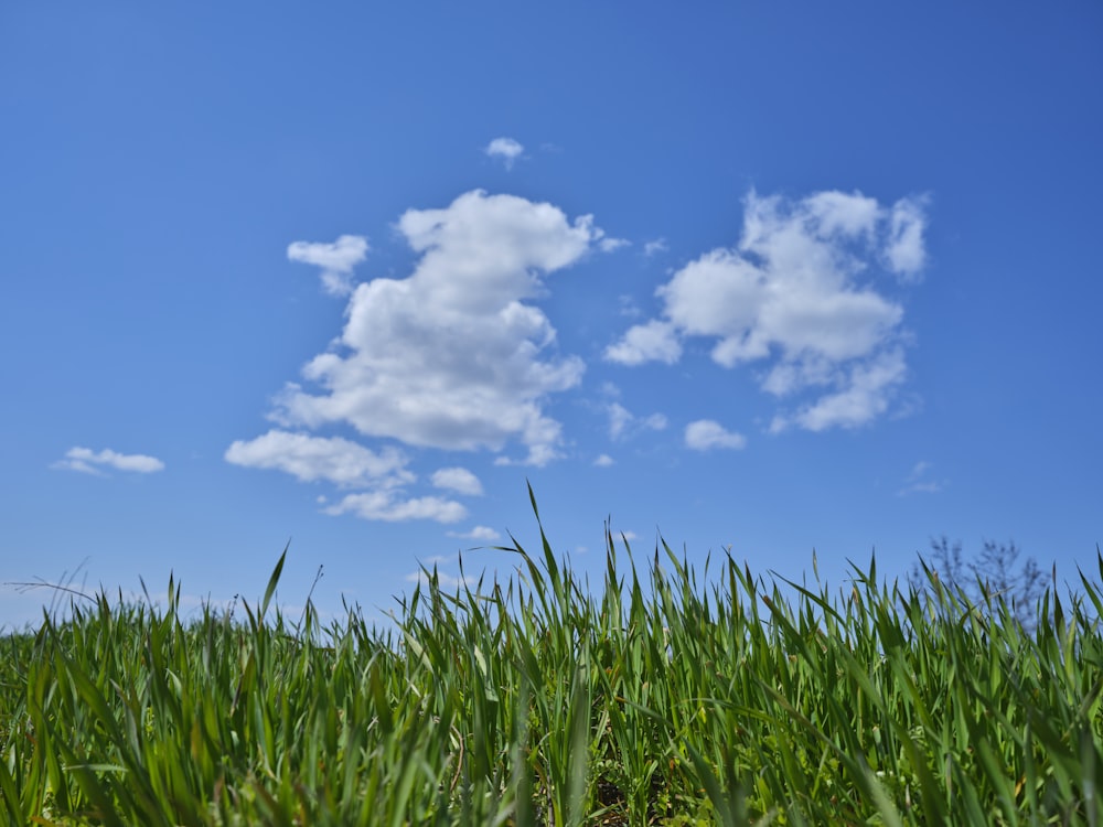 a field of grass with a blue sky in the background