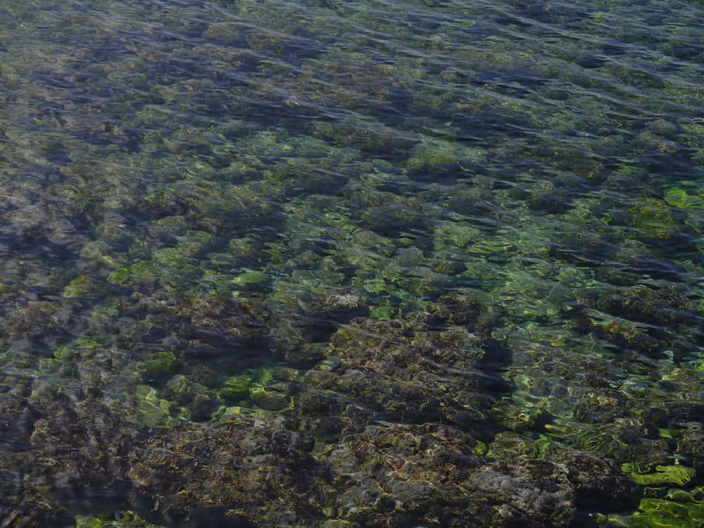 a body of water filled with lots of green plants