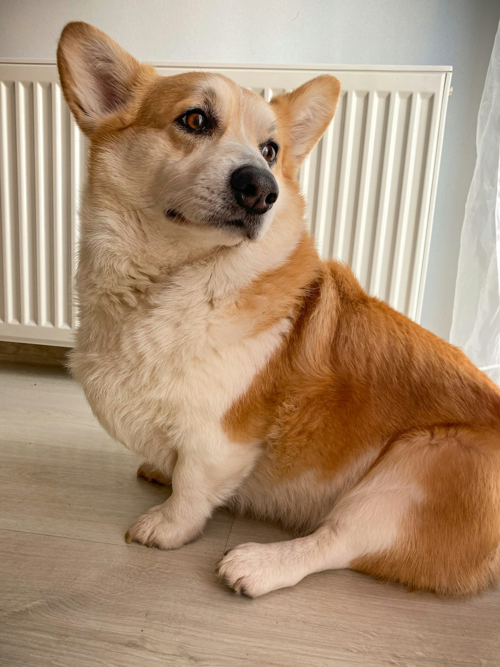 a brown and white dog sitting on the floor