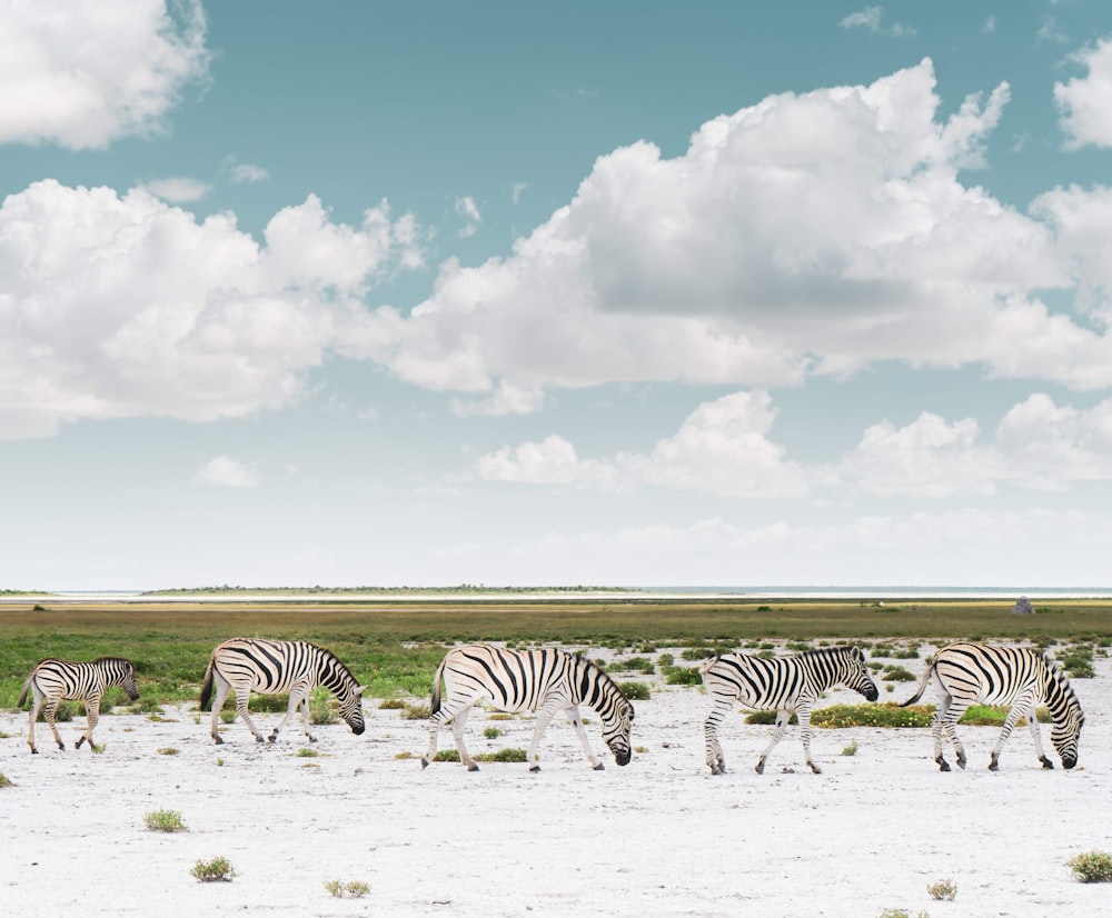 a herd of zebra walking across a sandy field
