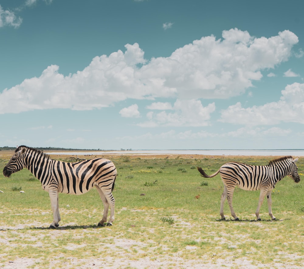 two zebras are standing in a grassy field