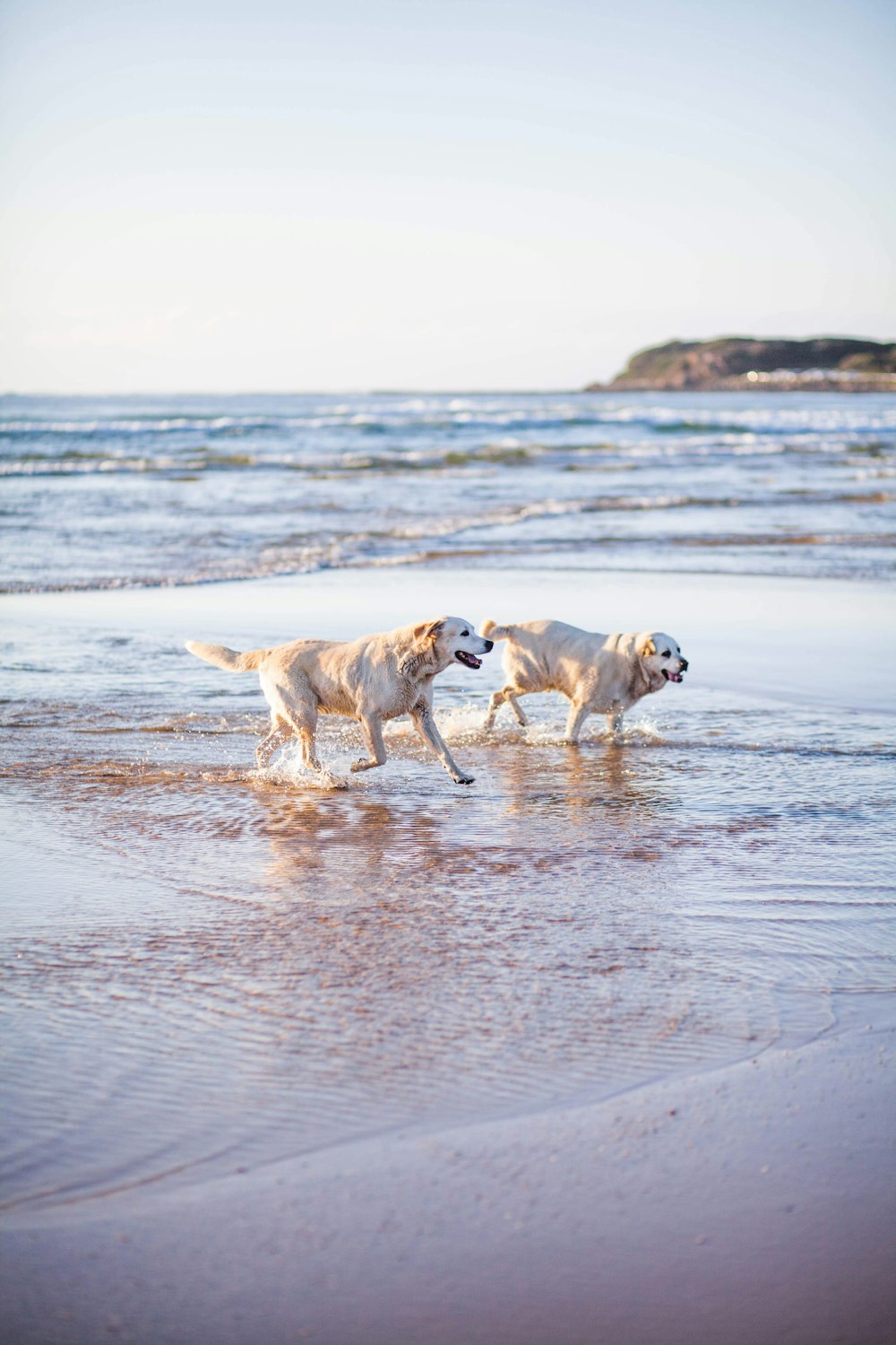 a couple of dogs that are standing in the sand