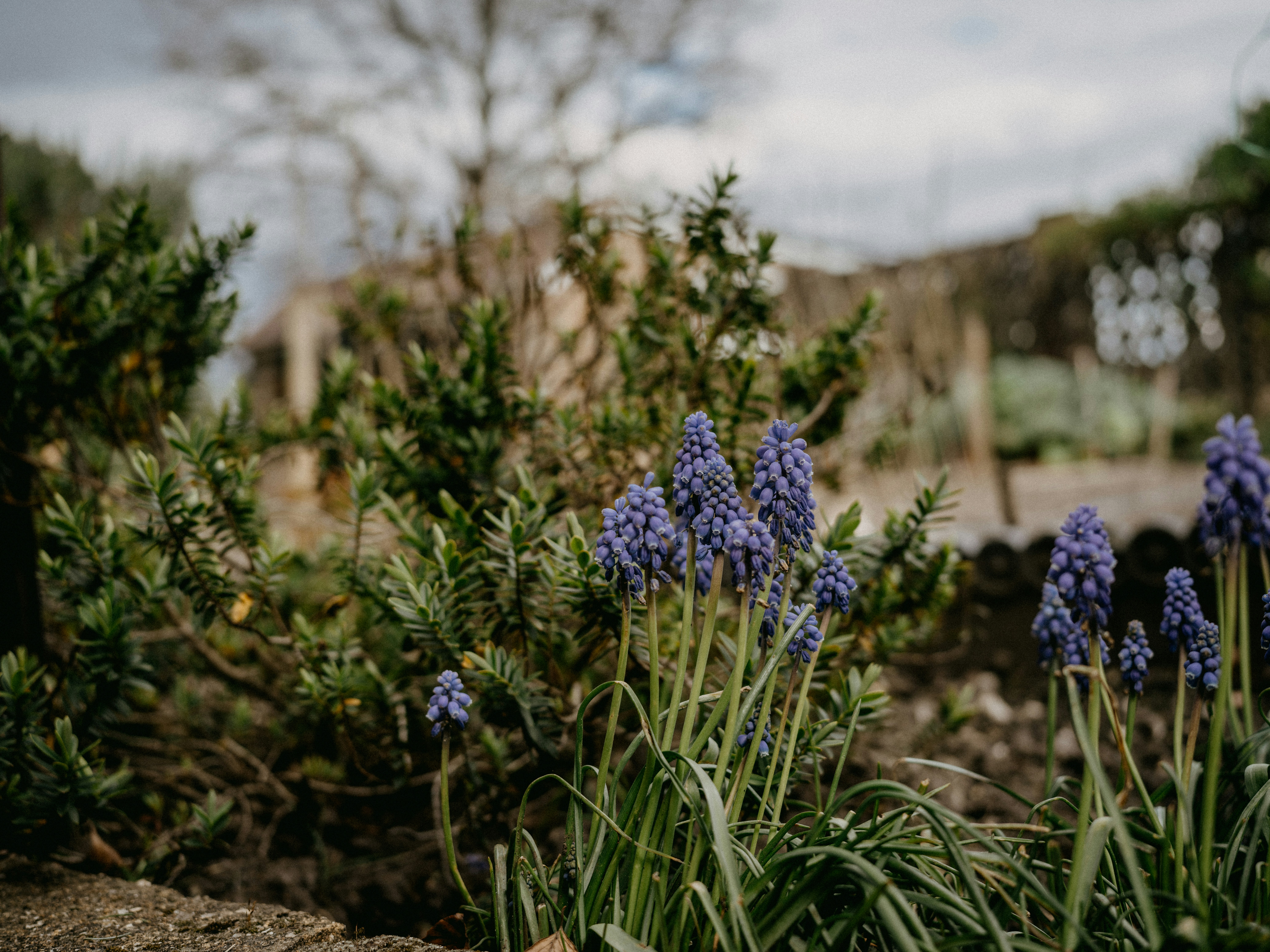 a bunch of blue flowers that are in the dirt