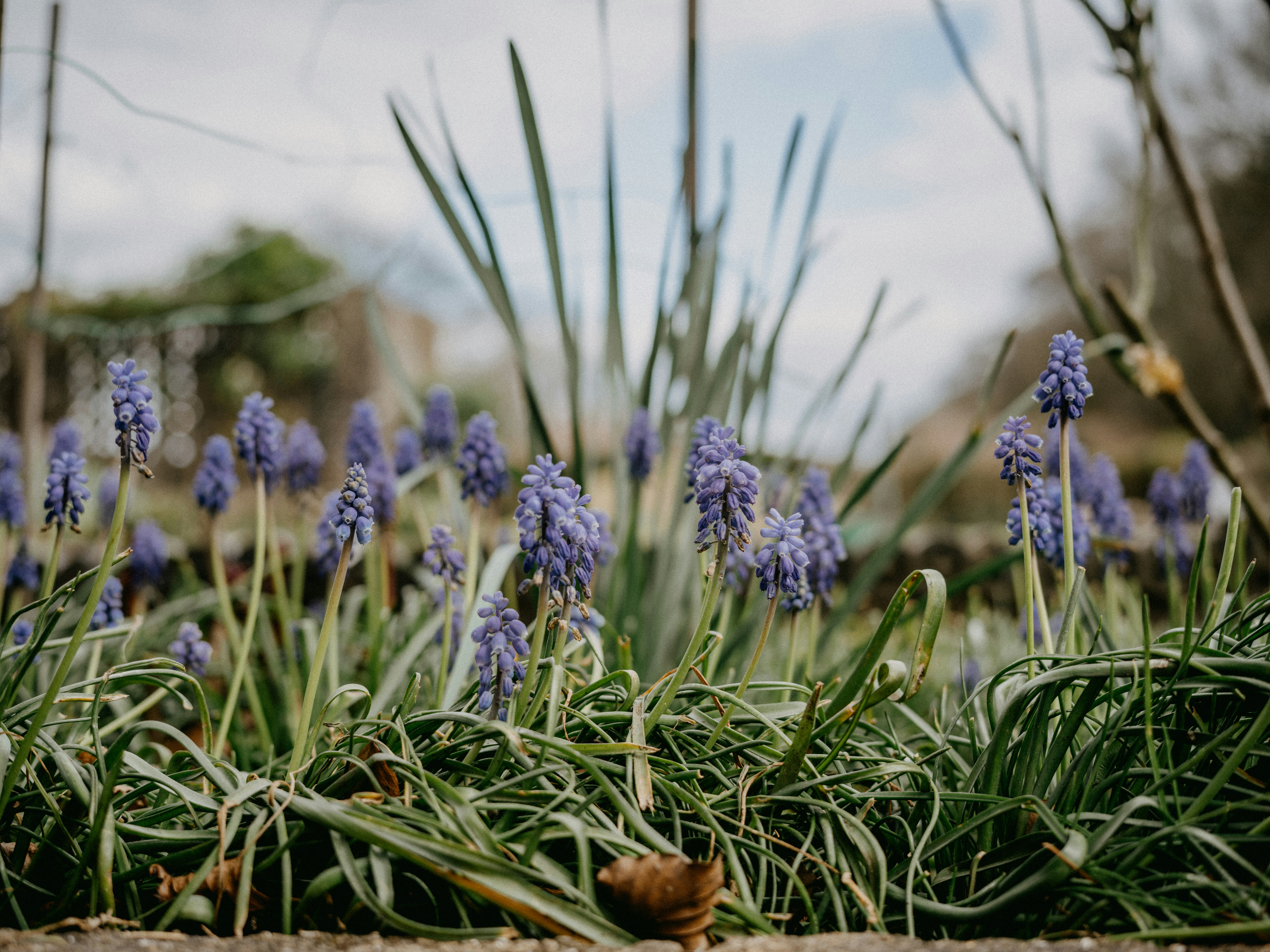 a bunch of flowers that are in the grass