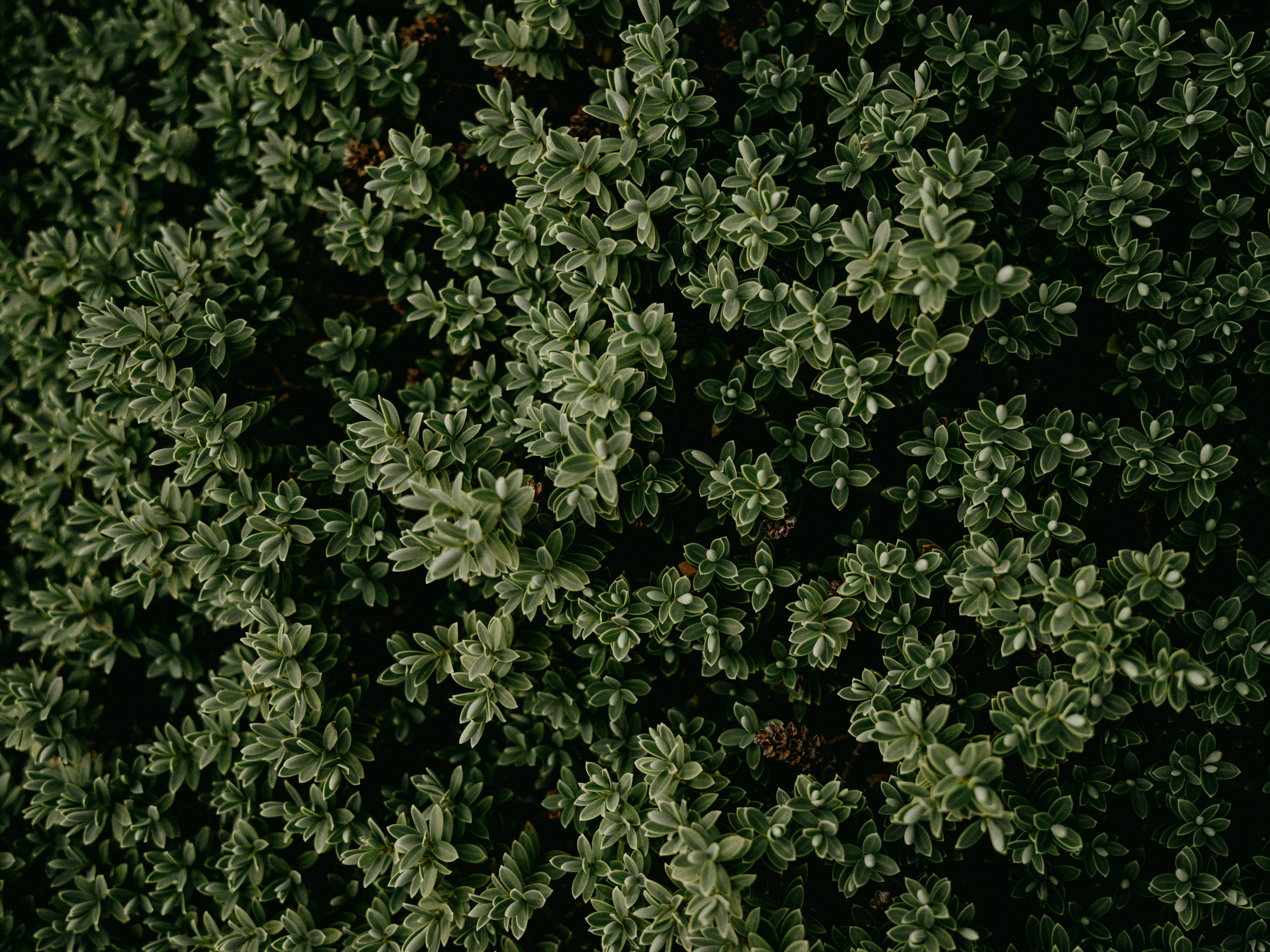 Photo by anniespratt