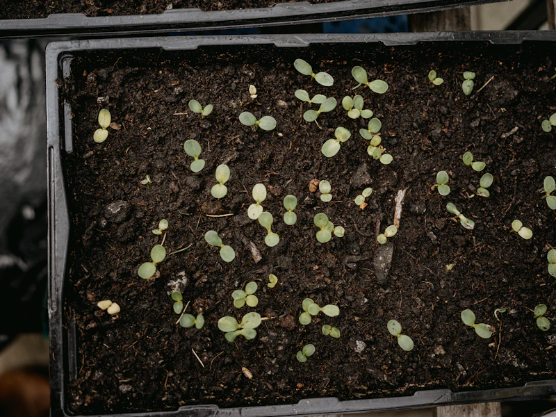 Young seedlings growing in a tray indoors under controlled conditions