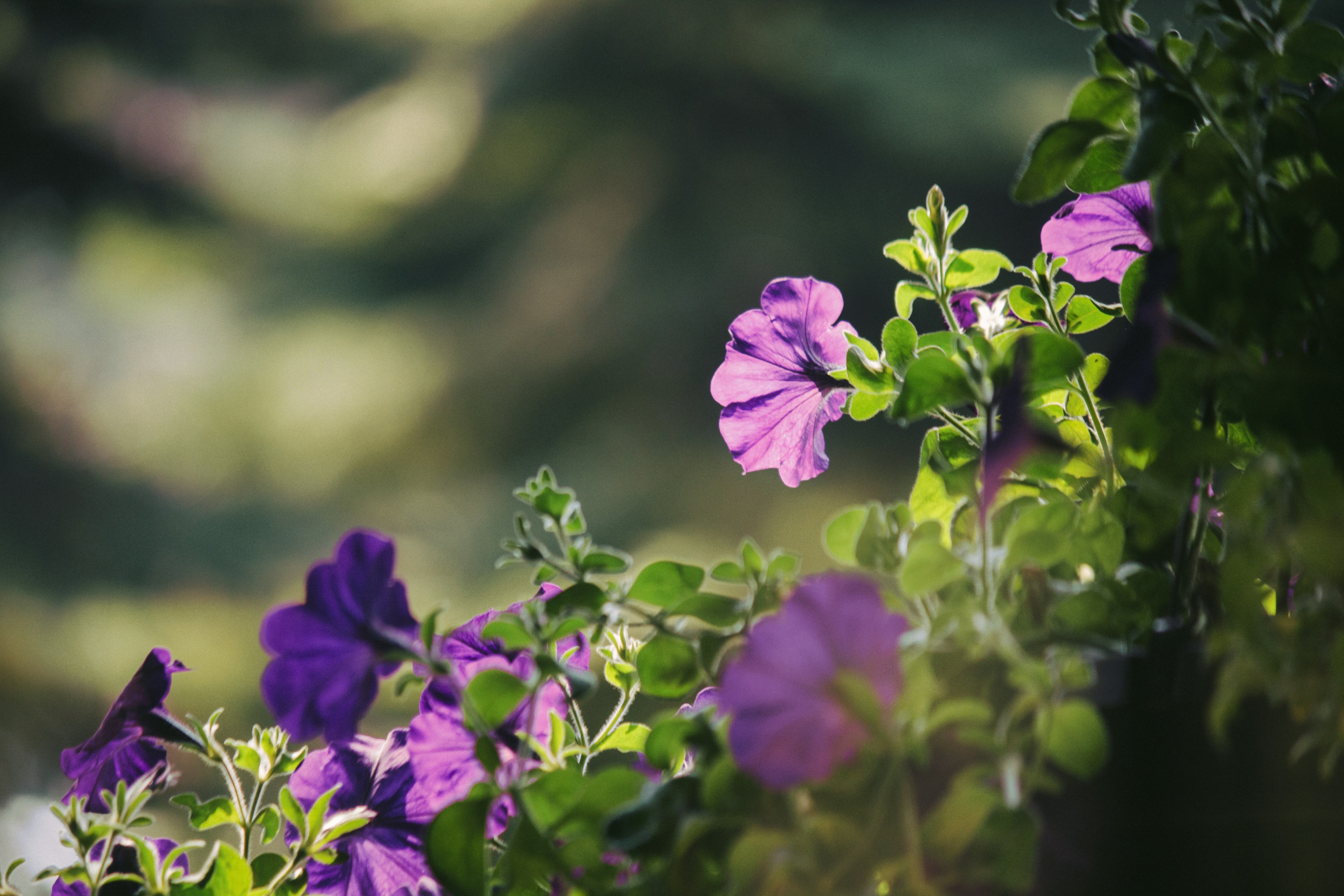 Photo by sinewavekid