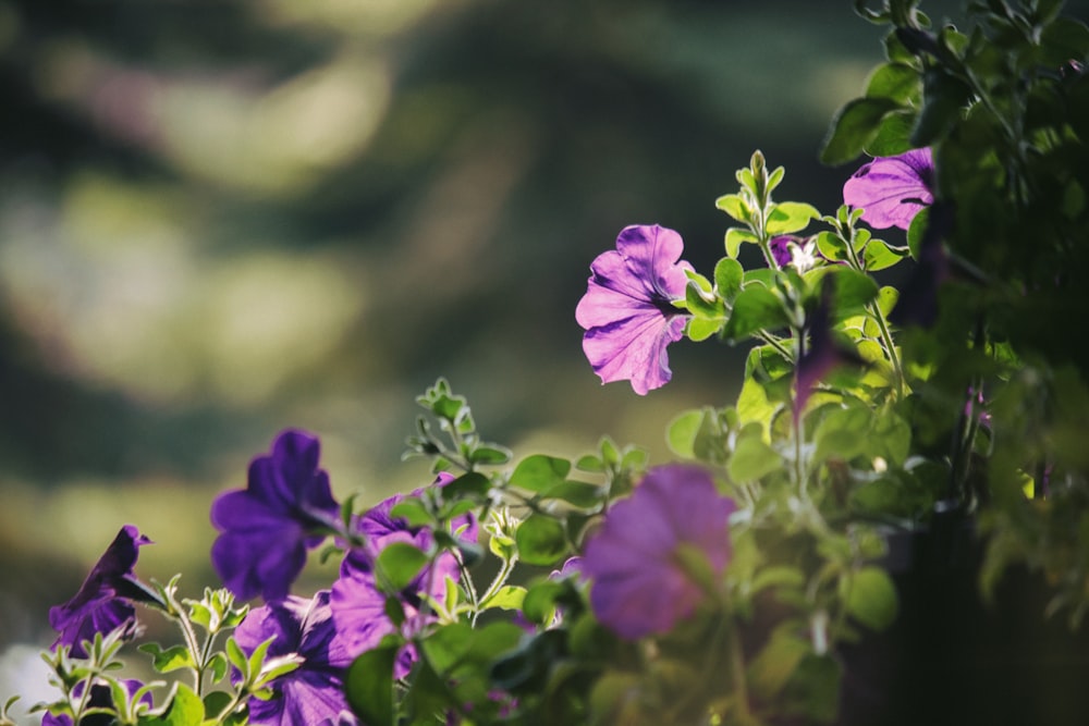 a bunch of purple flowers that are in a planter