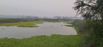 A serene wetland landscape with a body of water partially covered by green aquatic plants. The horizon is visible under a misty sky, with trees lining the distant background. On the right side, a large tree leans over the bank, casting reflections on the water.