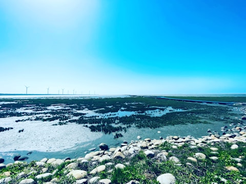 A coastal landscape features a rocky foreground with patches of grass and vegetation. In the distance, wind turbines line the horizon against a clear blue sky. The scene captures a marshy area with shallow water channels and sparse greenery.