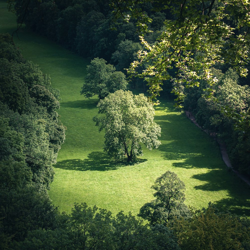 a group of trees in a grassy field