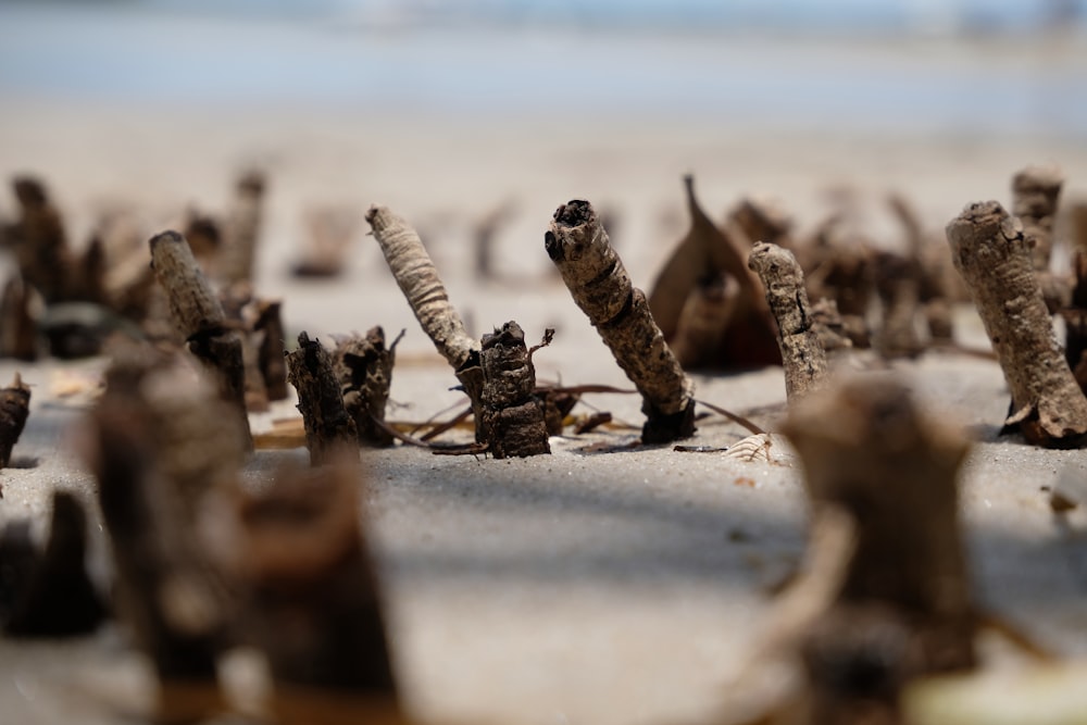 a close up of a bunch of sticks on a beach