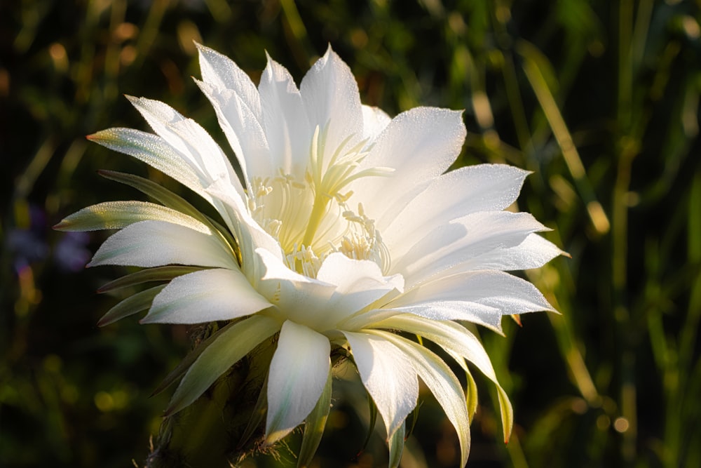 a white flower with green leaves in the background