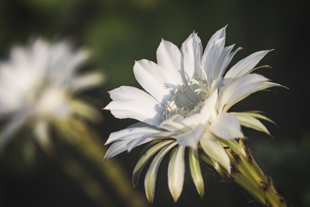 a close up of a white flower with a blurry background