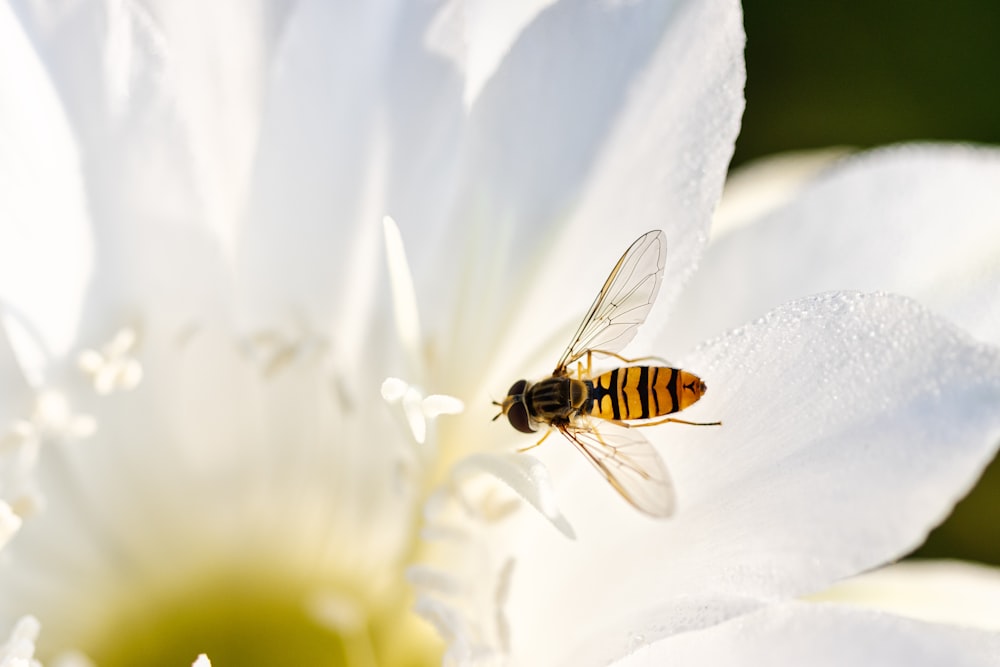 Una abeja sentada encima de una flor blanca