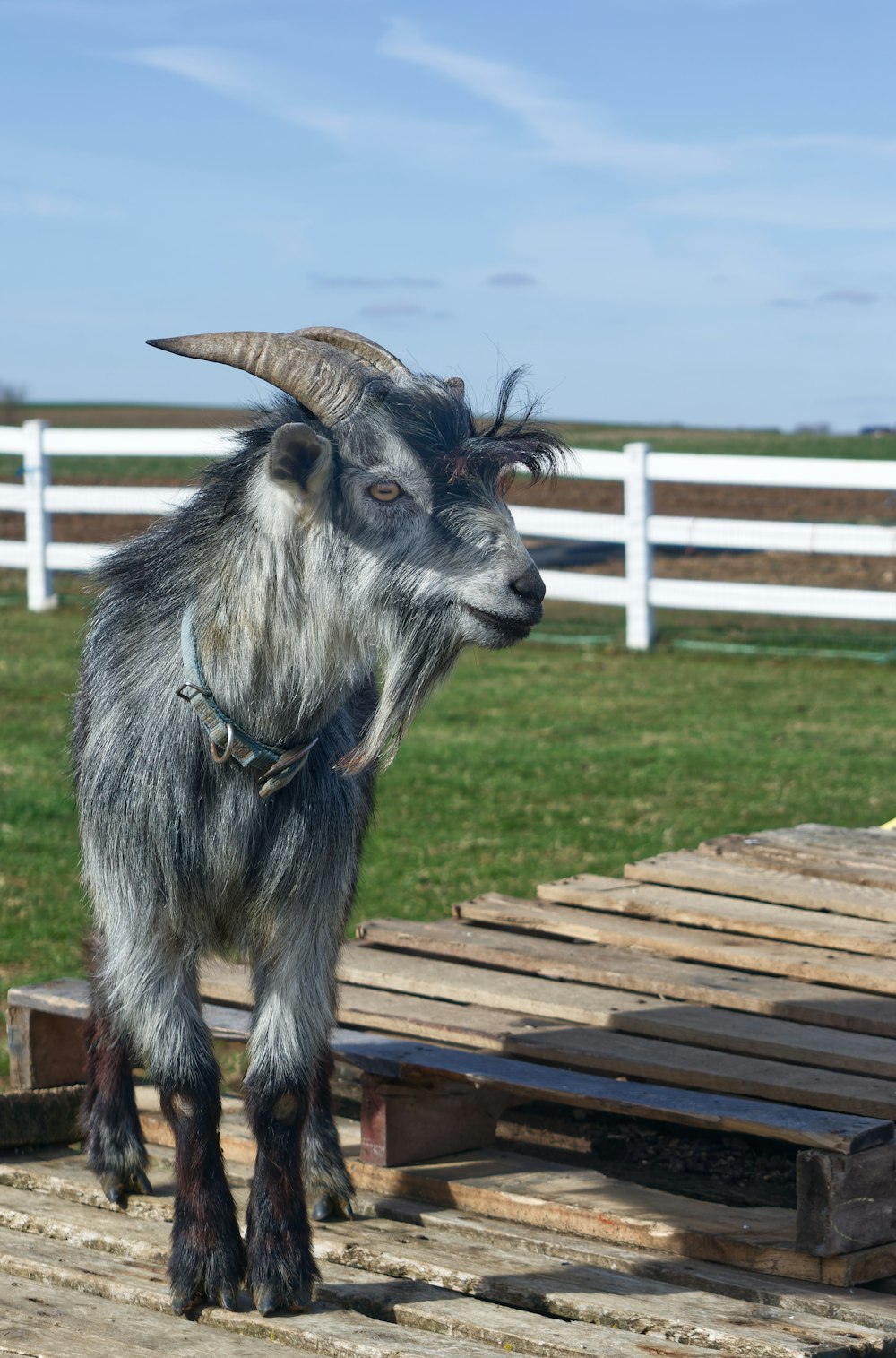 a goat standing on top of a wooden pallet
