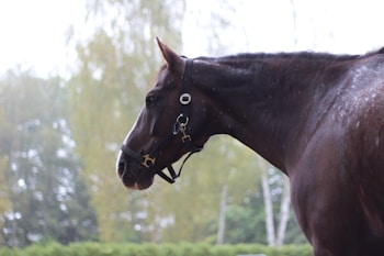A dark brown horse with a bridle stands in profile against a blurred background of trees. The horse's coat appears shiny, suggesting it might be wet or recently groomed.