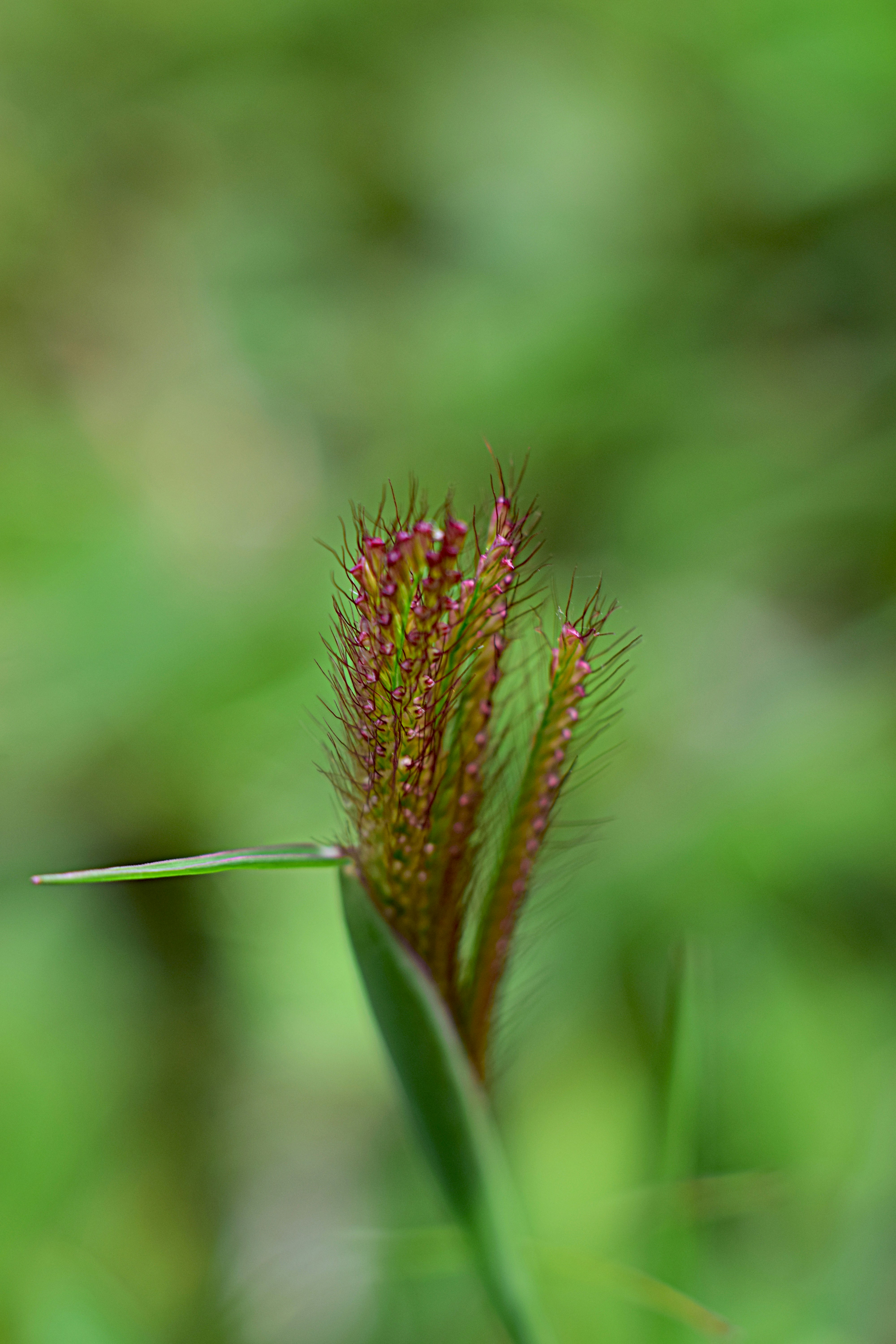 a close up of a flower with a blurry background
