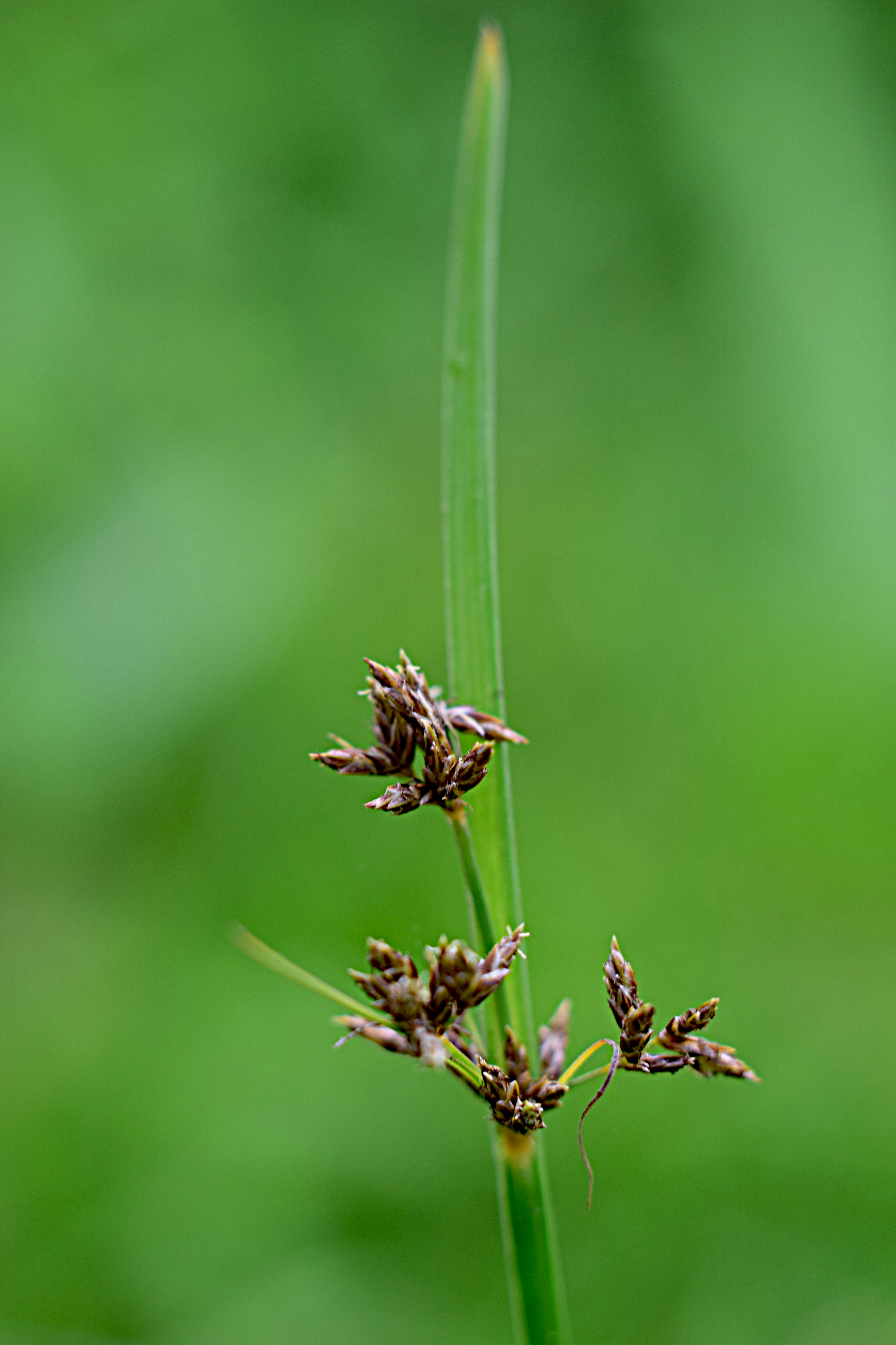 a close up of a plant with a blurry background