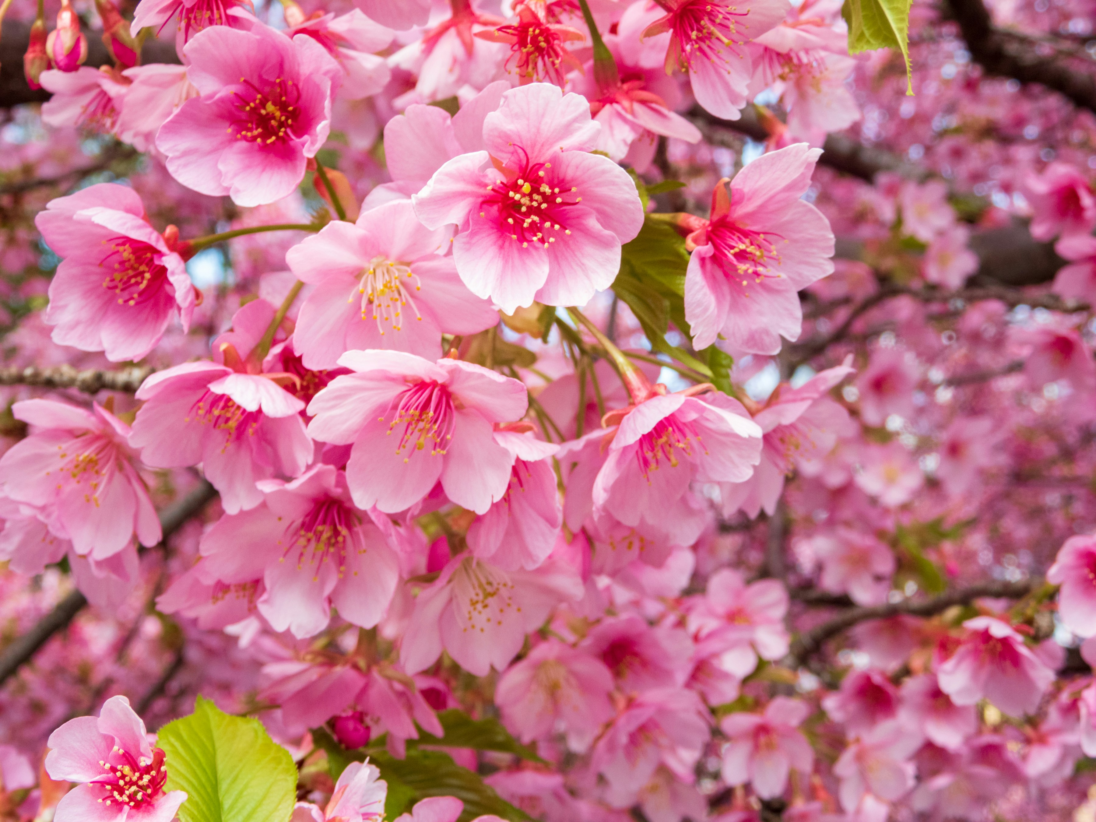 Photo by heppoko_yama