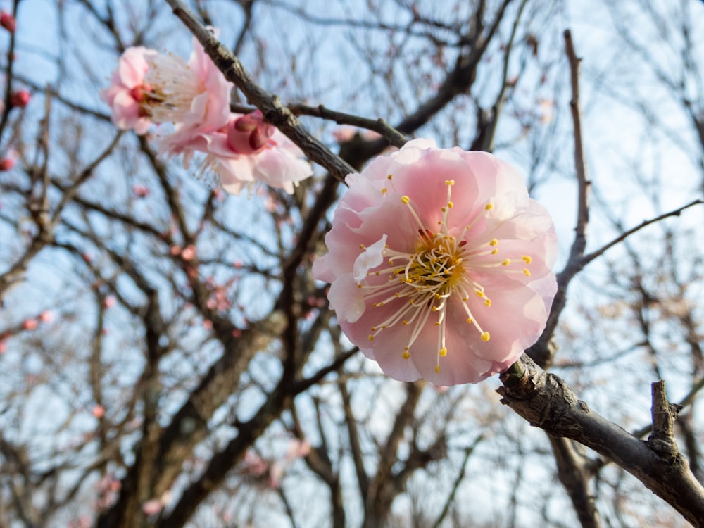 a close up of a flower on a tree