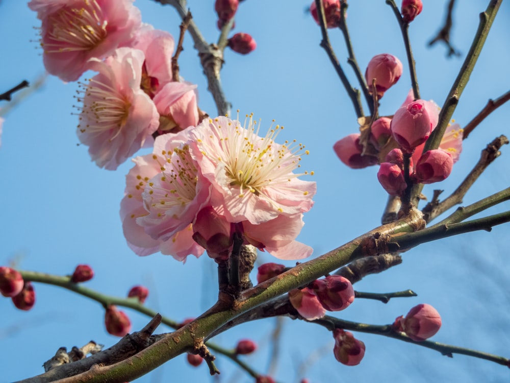a branch with pink flowers and buds against a blue sky
