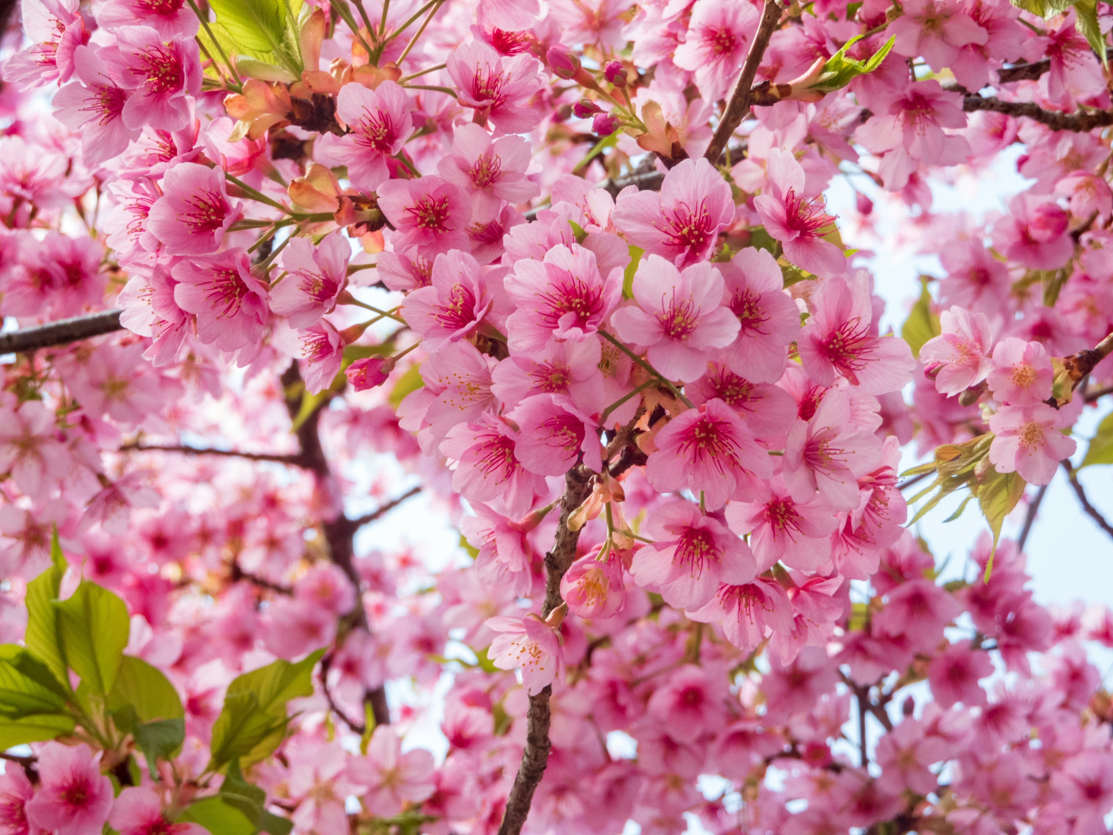 Photo by heppoko_yama