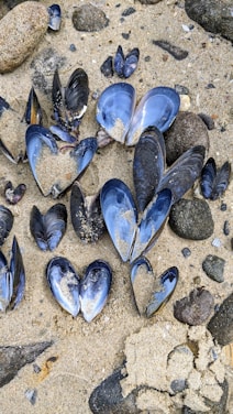 Mussel shells are scattered across sandy beach, partially open with sand inside. Surrounding them are small rocks and pebbles.