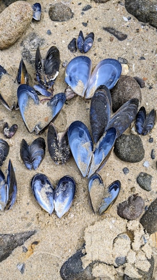 Mussel shells are scattered across sandy beach, partially open with sand inside. Surrounding them are small rocks and pebbles.