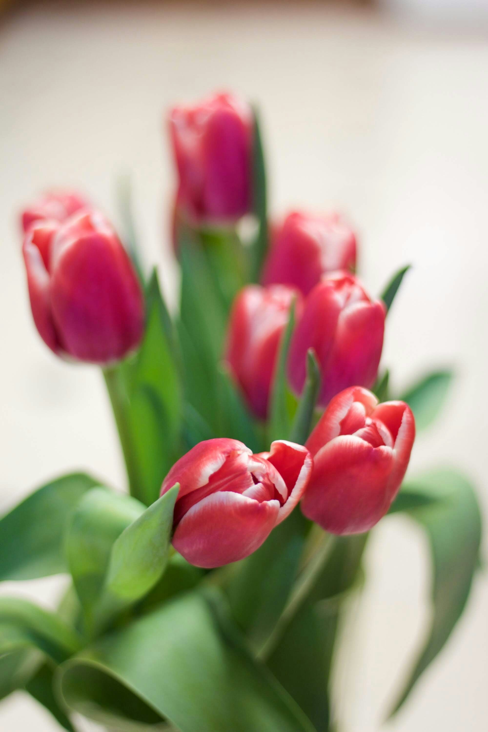 Un bouquet de tulipes rouges sont dans un vase photo – Photo Plante ...
