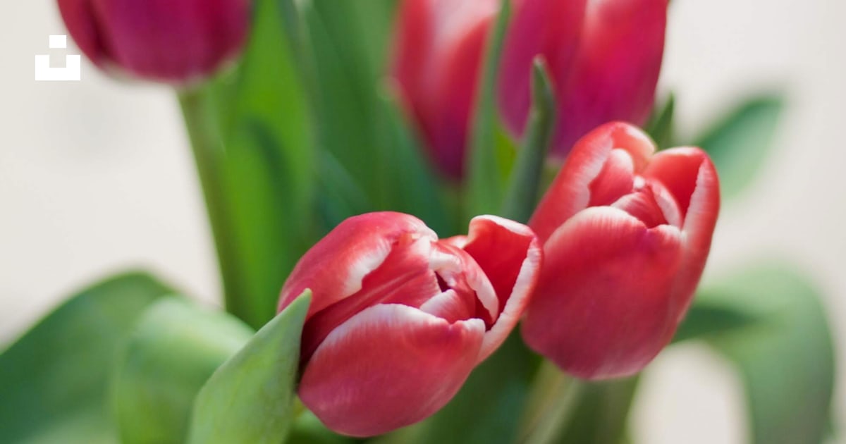 Un bouquet de tulipes rouges sont dans un vase photo – Photo Plante ...