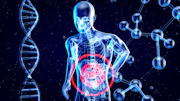 a 3d image of a human with a red circle in his stomach