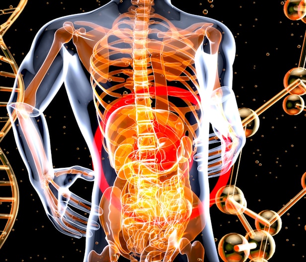 a 3d image of the human body and the structure of the body