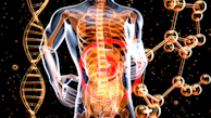 a 3d image of the human body and the structure of the body