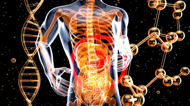 3d image of the human body and the structure of the body