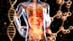 a 3d image of the human body and the structure of the body
