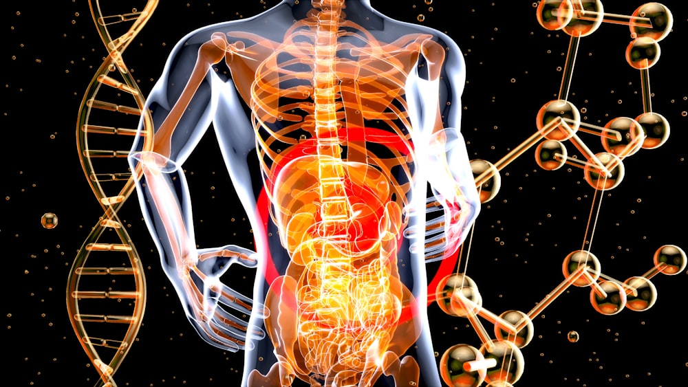 Une image 3D du corps humain et de la structure du corps