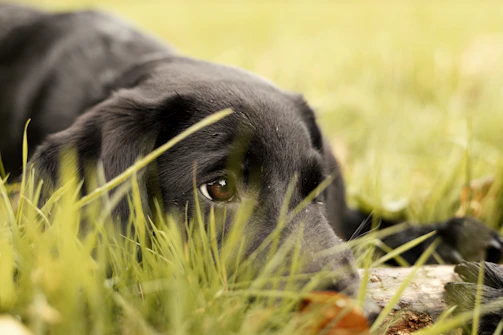 a close up of a dog laying in the grass