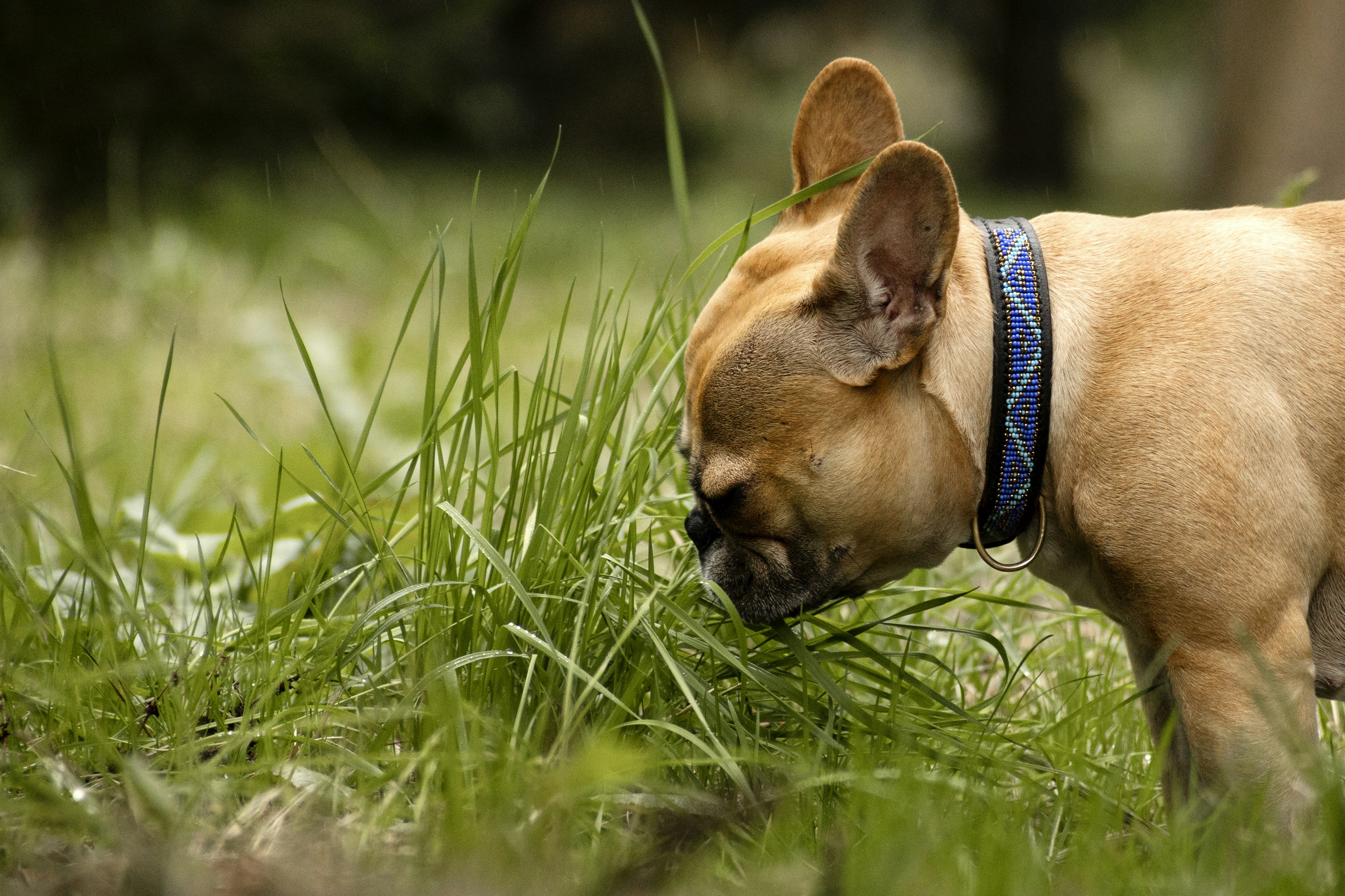 a small brown dog standing on top of a lush green field