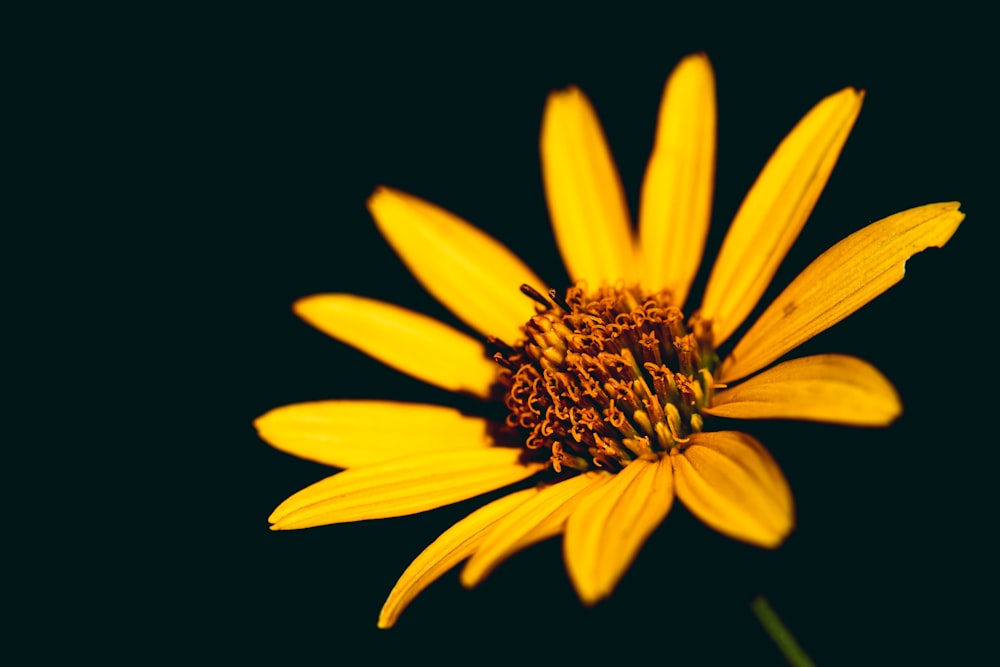 a close up of a yellow flower on a black background