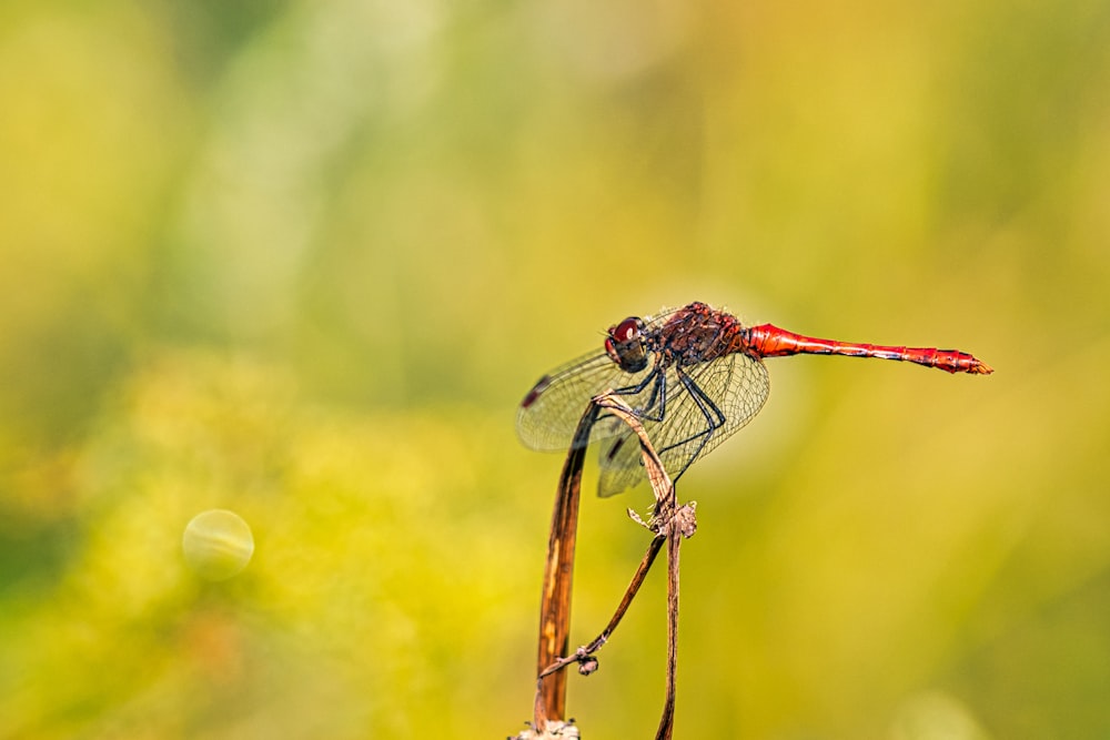 a red dragonfly sitting on top of a plant