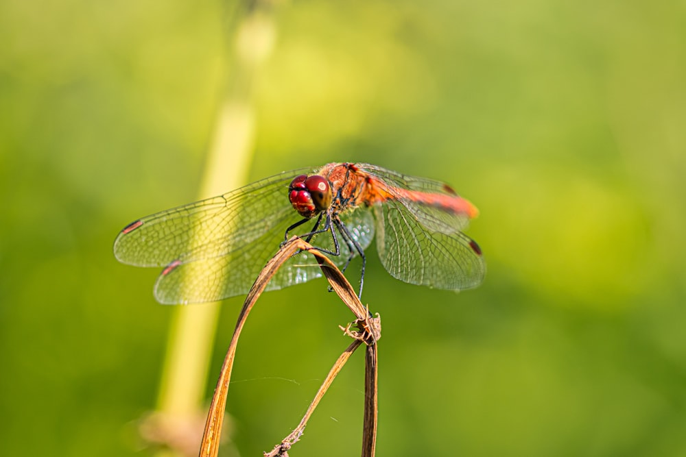 a red dragonfly sitting on top of a plant