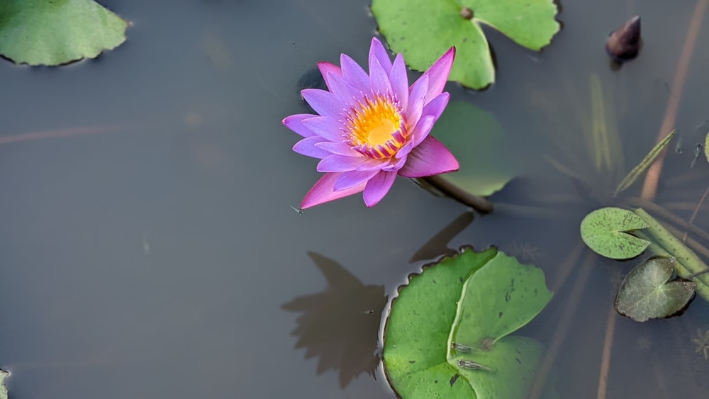 a pink water lily in a pond with lily pads