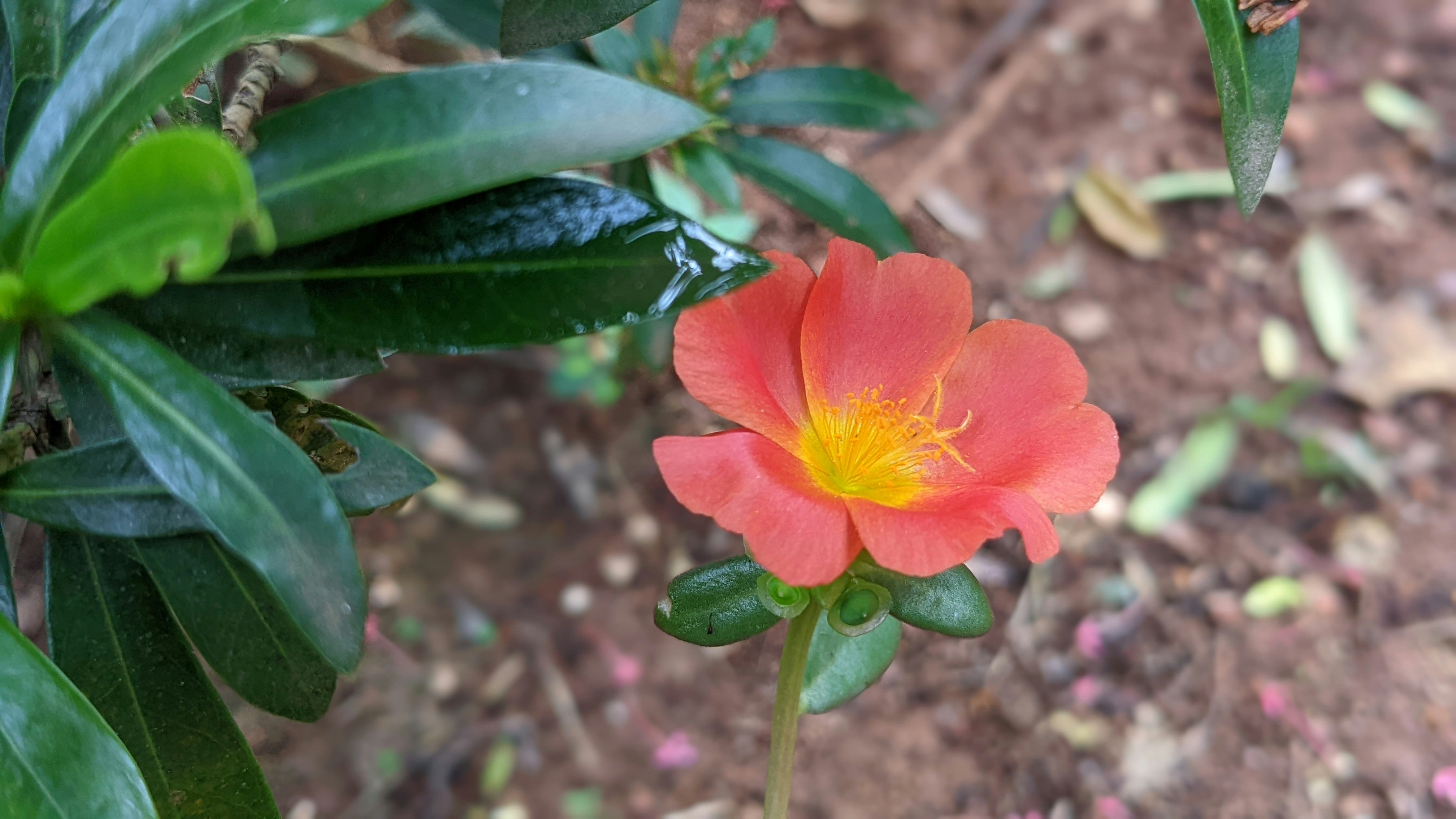 A red flower with a yellow center in a garden photo Free Calicut