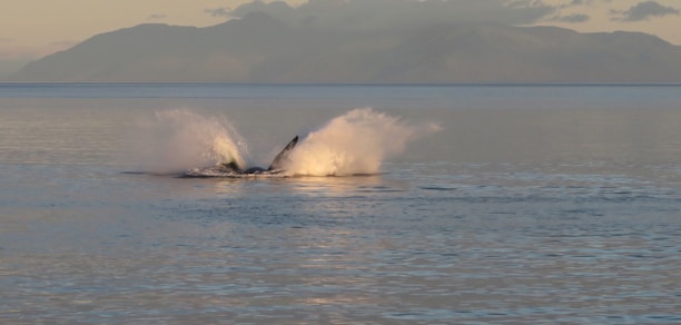 Whale breaching near the shore as seen from the balcony of the vacation rental.