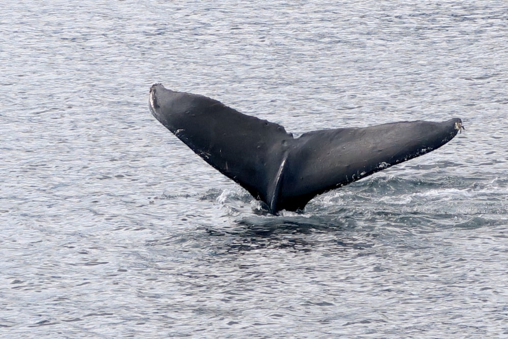 a whale tail flups out of the water