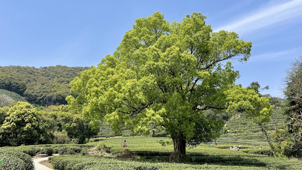 a large green tree sitting in the middle of a lush green field