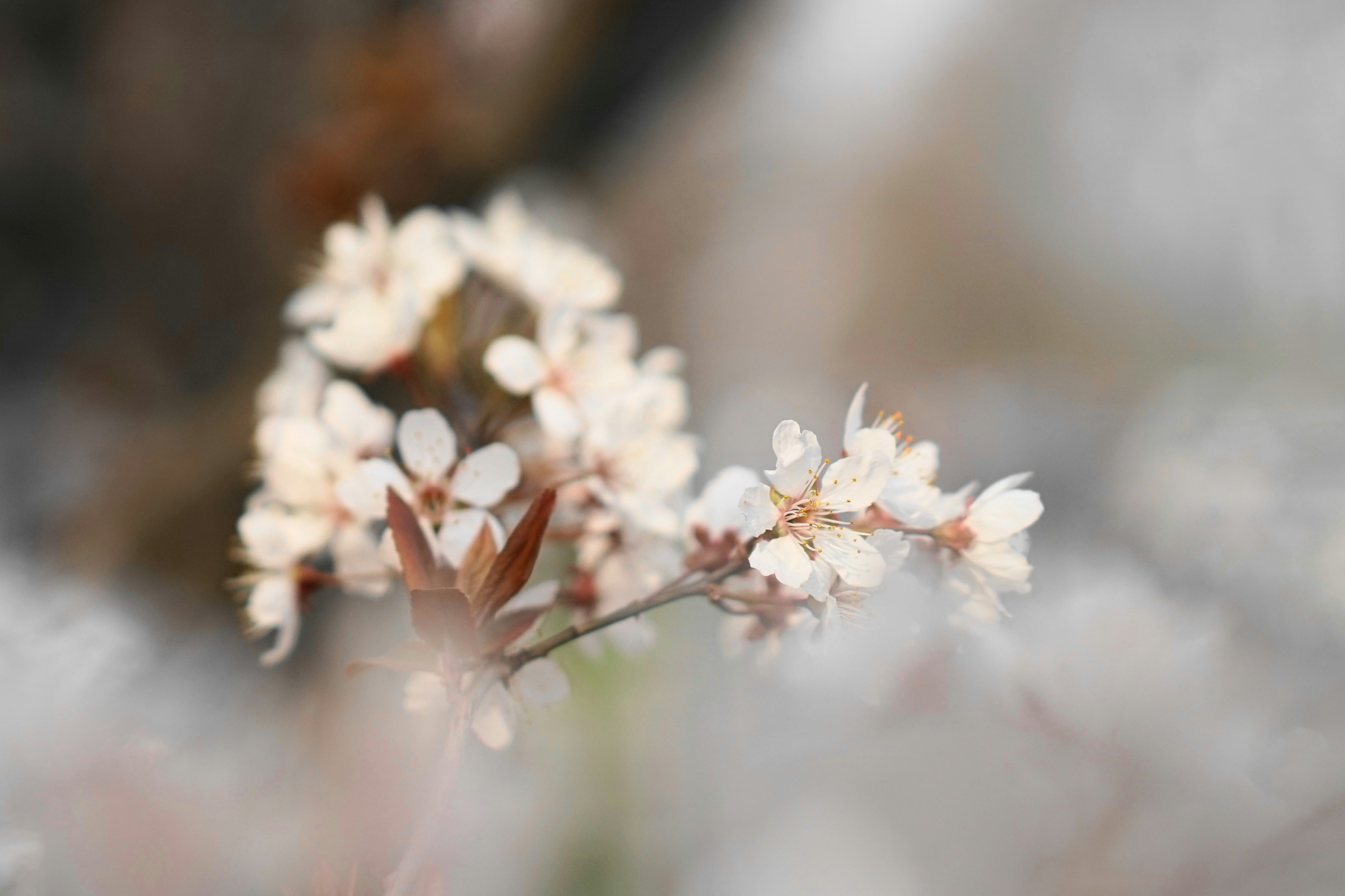 Photo by xiaoyulifish