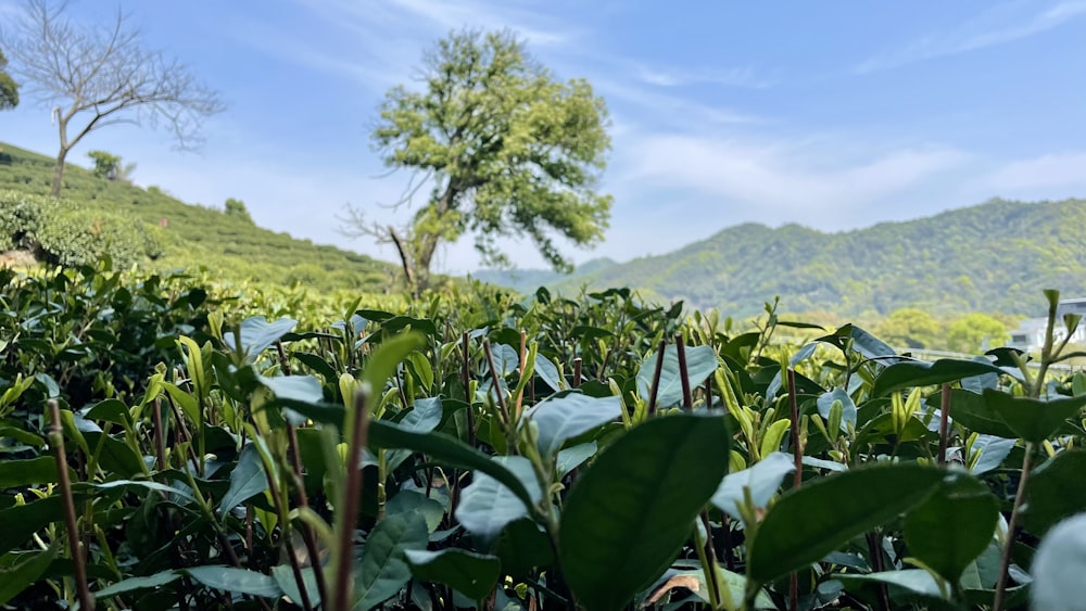 um campo de plantas verdes com montanhas no fundo